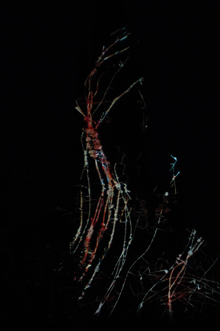 andrea hilger - hillumination